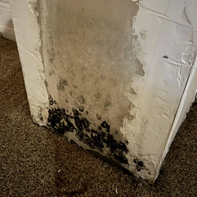 Professional Mold Removal in Rowan County, NC